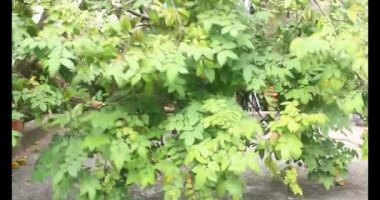 Tabakta yıldız meyvesi