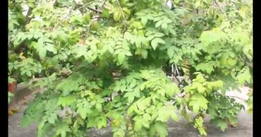 Tabakta yıldız meyvesi