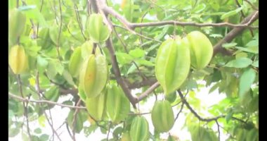 Tabakta yıldız meyvesi