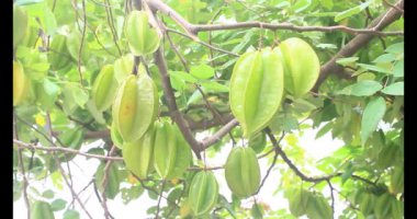 Tabakta yıldız meyvesi