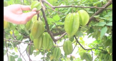 Tabakta yıldız meyvesi