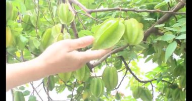 Tabakta yıldız meyvesi