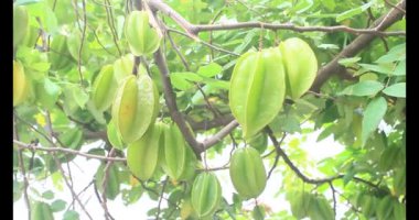 Tabakta yıldız meyvesi