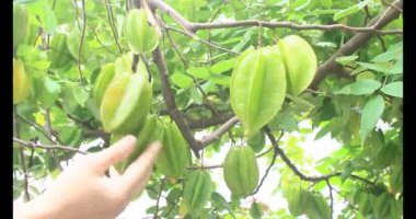 Tabakta yıldız meyvesi