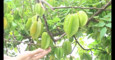 Tabakta yıldız meyvesi