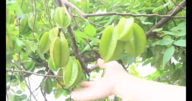 Tabakta yıldız meyvesi