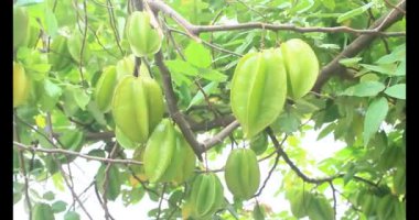 Tabakta yıldız meyvesi