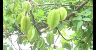 Tabakta yıldız meyvesi