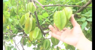 Tabakta yıldız meyvesi