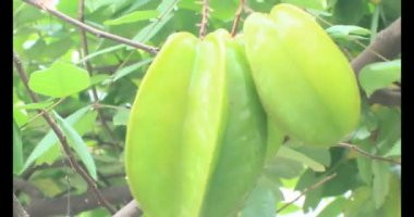 Tabakta yıldız meyvesi