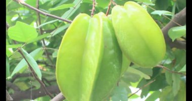 Tabakta yıldız meyvesi