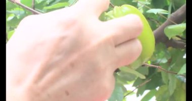 Tabakta yıldız meyvesi