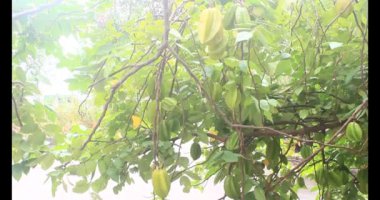 Tabakta yıldız meyvesi