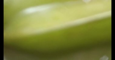 Tabakta yıldız meyvesi