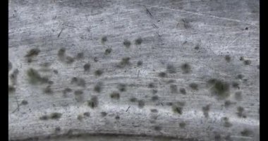 Suda yüzen küçük karidesler