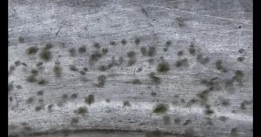 Suda yüzen küçük karidesler