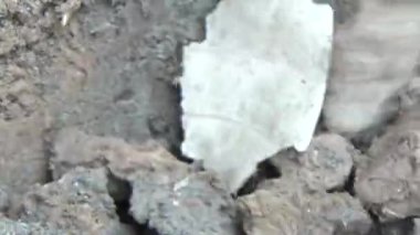 Topraktaki böcek larvaları.