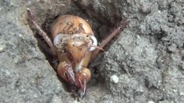 Topraktaki böcek larvaları.