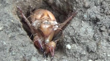 Topraktaki böcek larvaları.