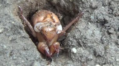 Topraktaki böcek larvaları.