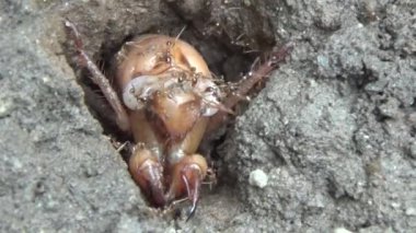 Topraktaki böcek larvaları.