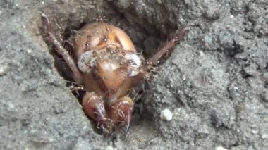 Topraktaki böcek larvaları.