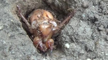 Topraktaki böcek larvaları.