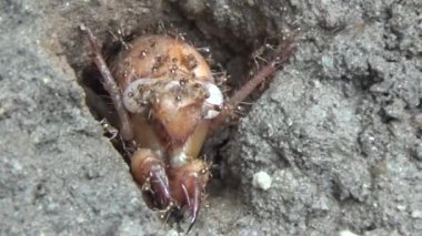 Topraktaki böcek larvaları.