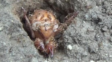 Topraktaki böcek larvaları.