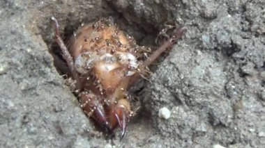 Topraktaki böcek larvaları.