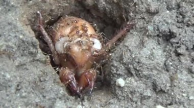 Topraktaki böcek larvaları.