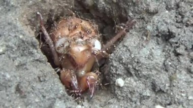 Topraktaki böcek larvaları.