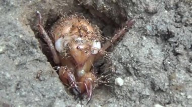 Topraktaki böcek larvaları.