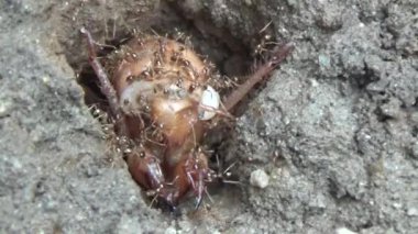 Topraktaki böcek larvaları.