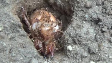 Topraktaki böcek larvaları.