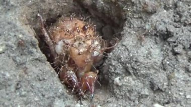 Topraktaki böcek larvaları.