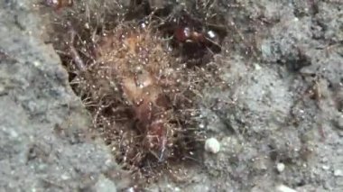 Topraktaki böcek larvaları.