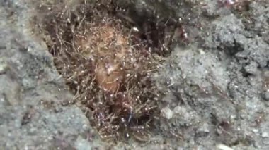 Topraktaki böcek larvaları.