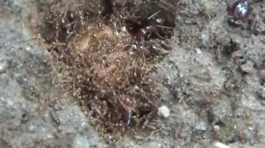 Topraktaki böcek larvaları.