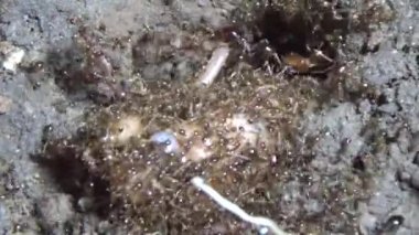 Böcek taşıyan karıncalar. Bir böcek larvası öldü. Bir grup karınca geldi ve böceği yiyecek için yuvalarına taşıdılar.