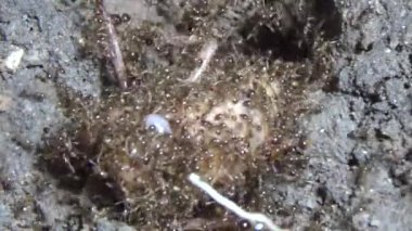 Böcek taşıyan karıncalar. Bir böcek larvası öldü. Bir grup karınca geldi ve böceği yiyecek için yuvalarına taşıdılar.