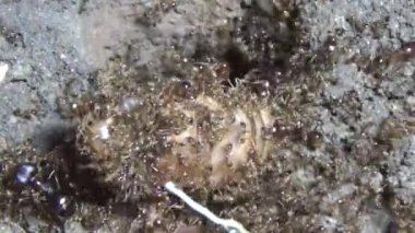 Böcek taşıyan karıncalar. Bir böcek larvası öldü. Bir grup karınca geldi ve böceği yiyecek için yuvalarına taşıdılar.