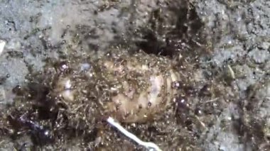 Böcek taşıyan karıncalar. Bir böcek larvası öldü. Bir grup karınca geldi ve böceği yiyecek için yuvalarına taşıdılar.