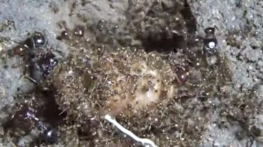 Böcek taşıyan karıncalar. Bir böcek larvası öldü. Bir grup karınca geldi ve böceği yiyecek için yuvalarına taşıdılar.