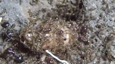 Böcek taşıyan karıncalar. Bir böcek larvası öldü. Bir grup karınca geldi ve böceği yiyecek için yuvalarına taşıdılar.