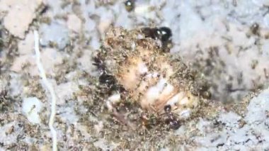 Böcek taşıyan karıncalar. Bir böcek larvası öldü. Bir grup karınca geldi ve böceği yiyecek için yuvalarına taşıdılar.