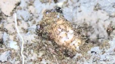 Böcek taşıyan karıncalar. Bir böcek larvası öldü. Bir grup karınca geldi ve böceği yiyecek için yuvalarına taşıdılar.