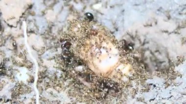 Böcek taşıyan karıncalar. Bir böcek larvası öldü. Bir grup karınca geldi ve böceği yiyecek için yuvalarına taşıdılar.