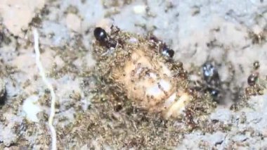 Böcek taşıyan karıncalar.