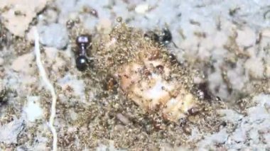 Böcek taşıyan karıncalar.